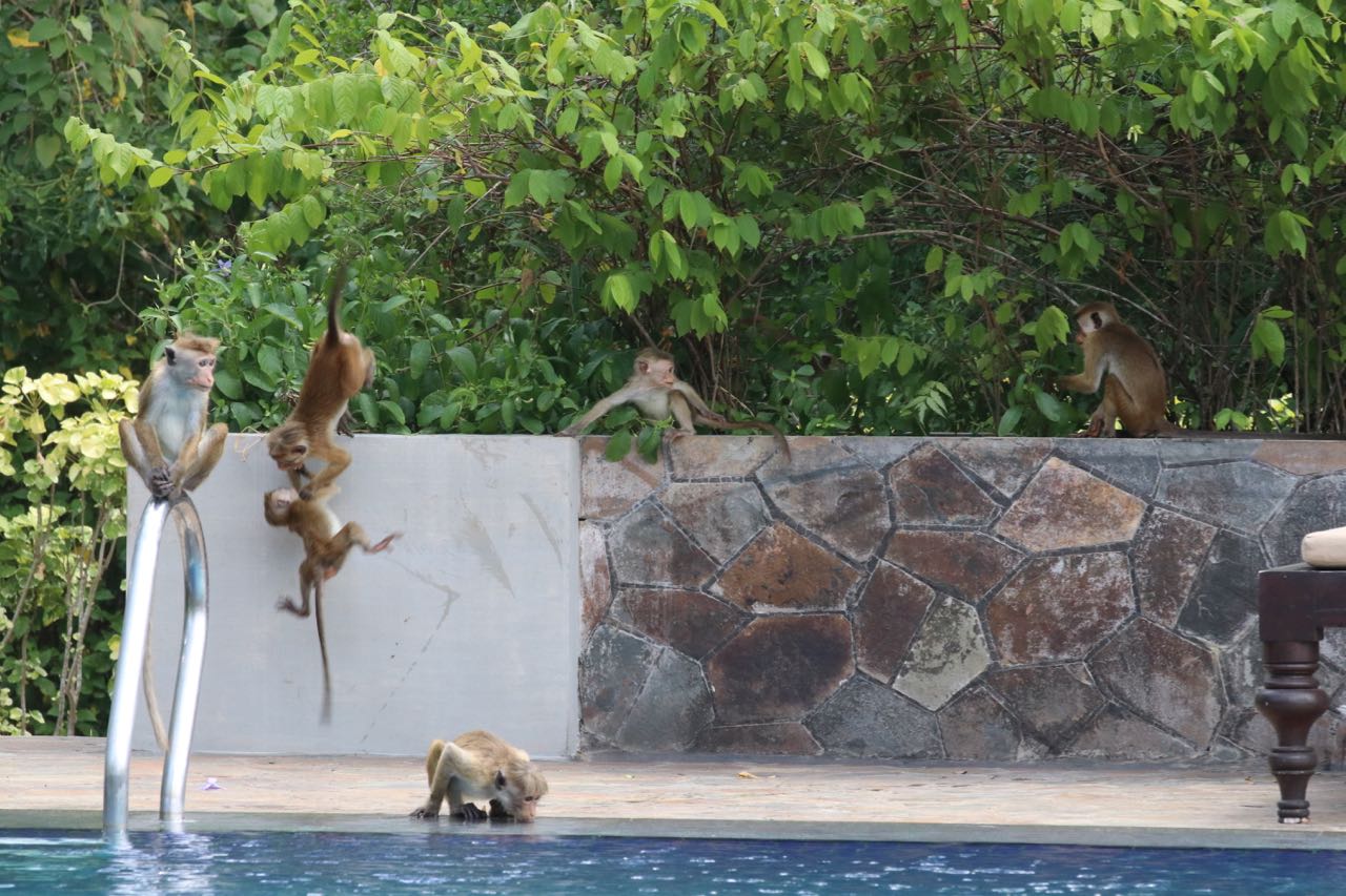 Just random monkeyage