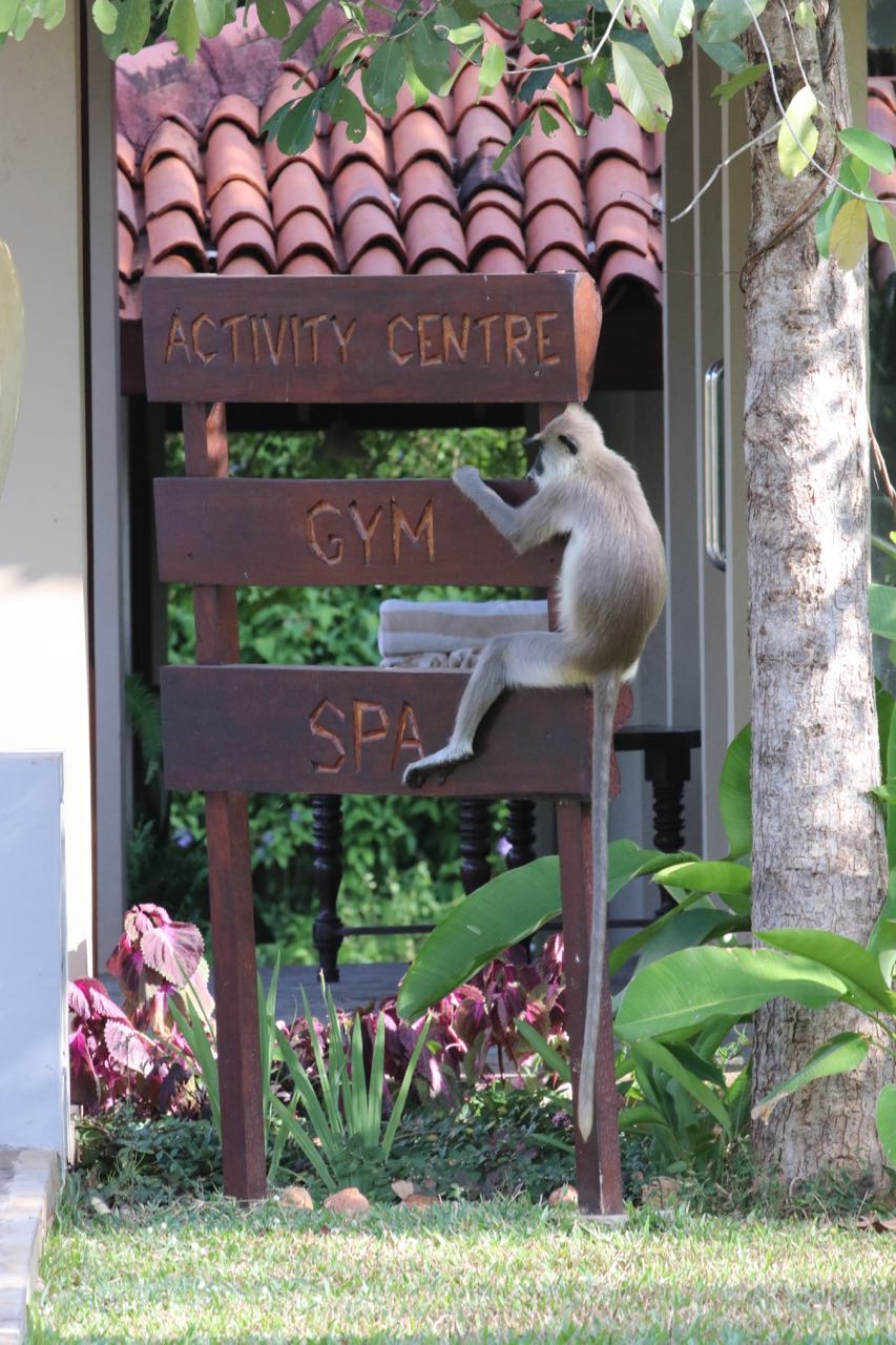 Monkey gym