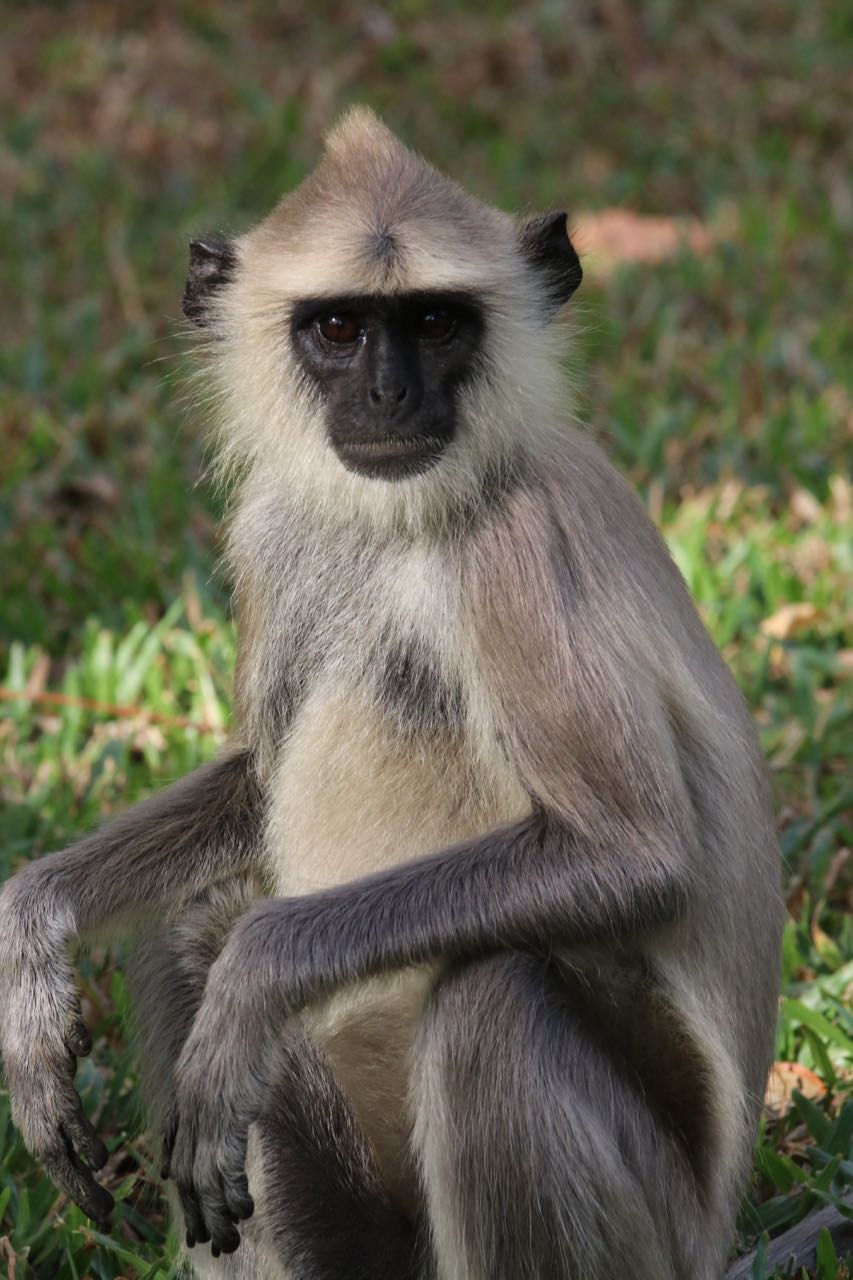 Langur Shade being thrown by this mofo
