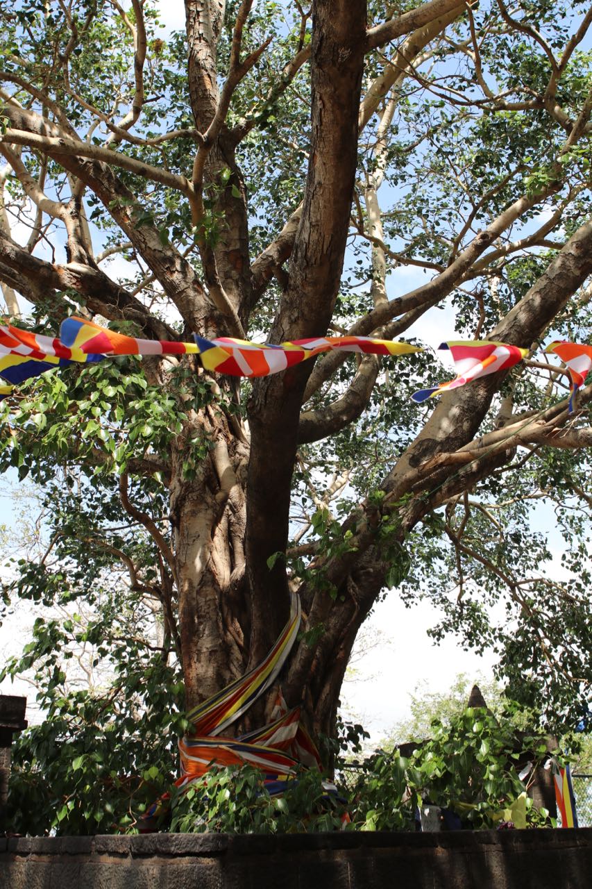 Bodhi tree - the holiest of shrubbery for Buddhists