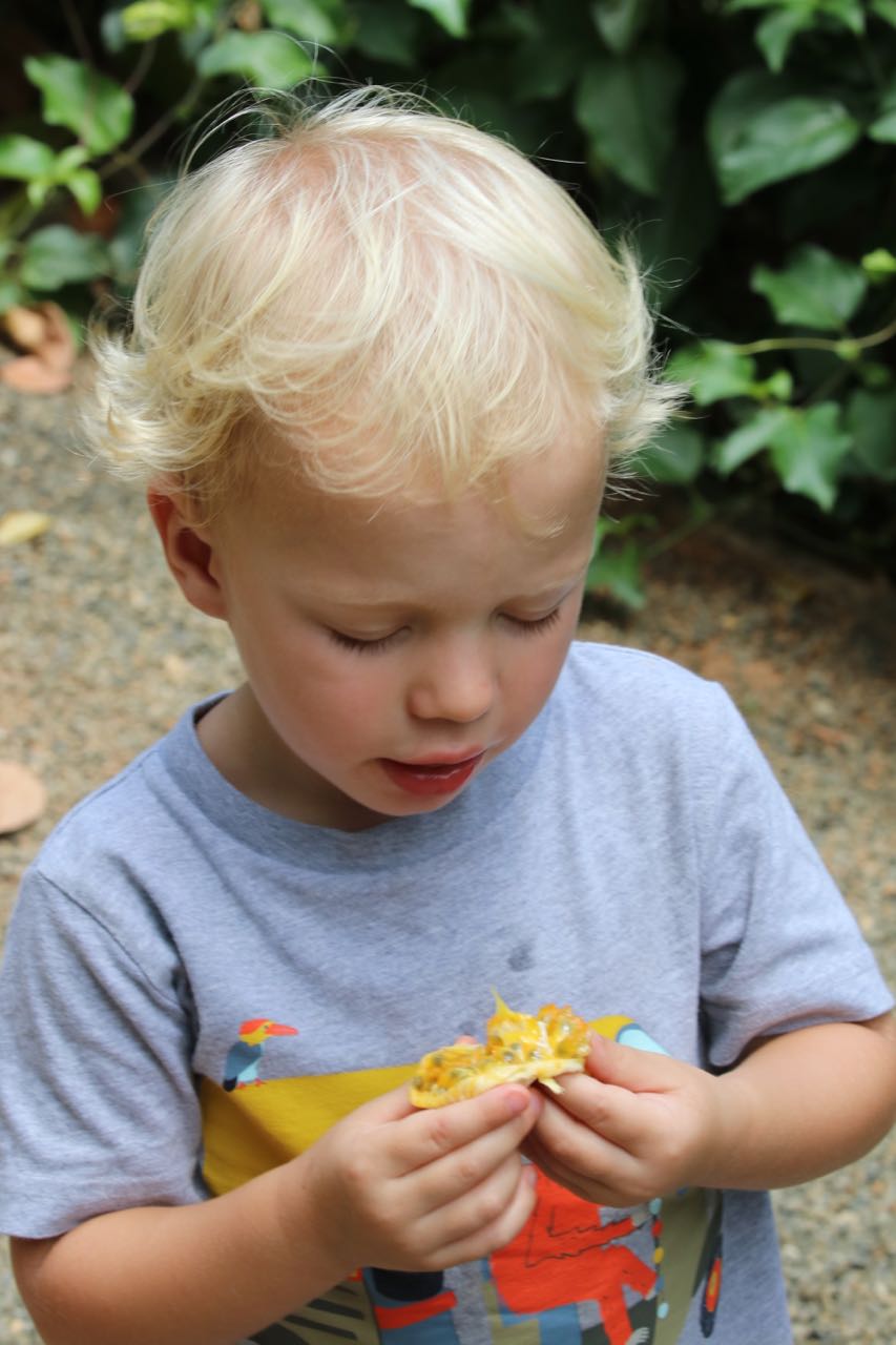 Eating passion fruit off the branch