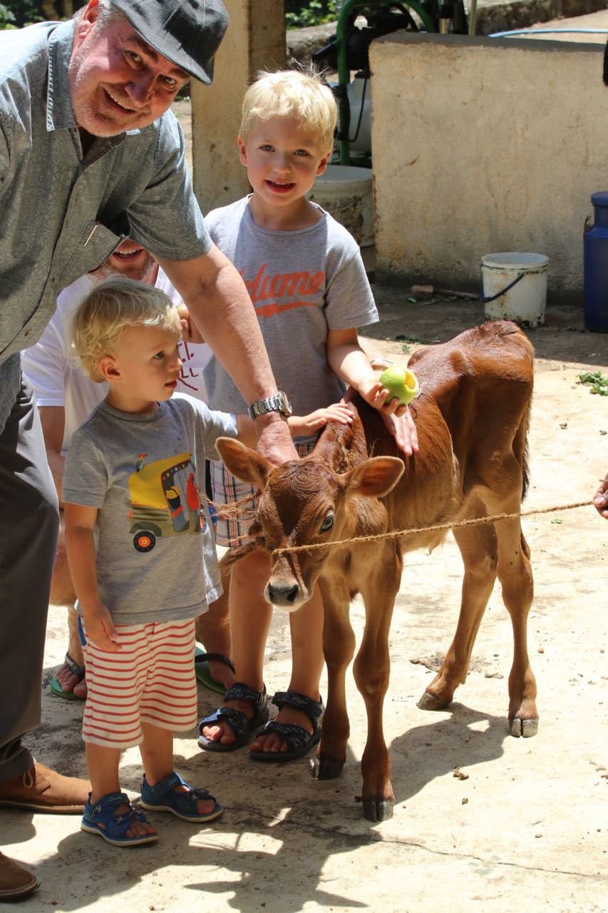 Baby cow - thank god it's not SMELL-O-VISION because this chap stank (the calf) (not Ed) (or John) (or the chap)