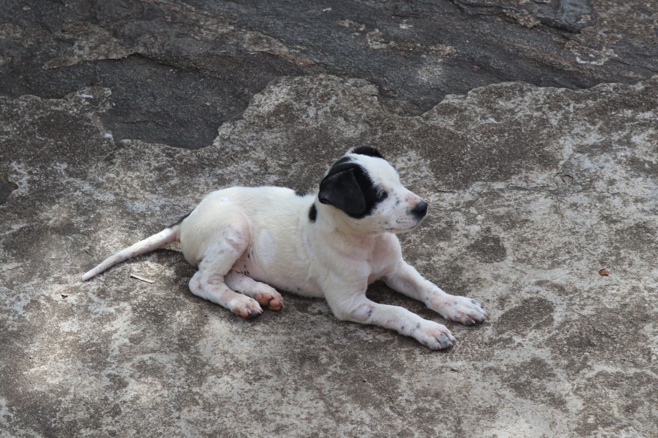 Dog that my kids nearly brought home