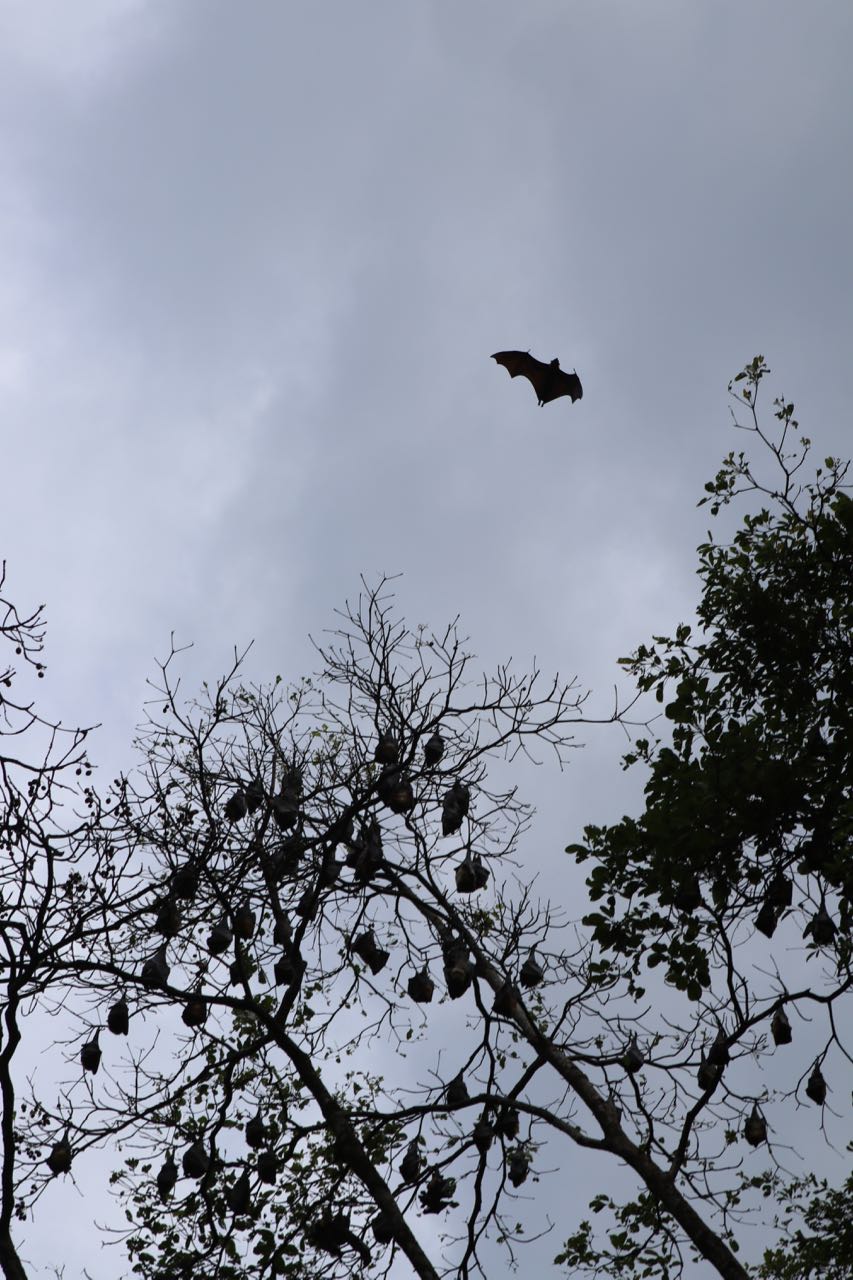 BATS