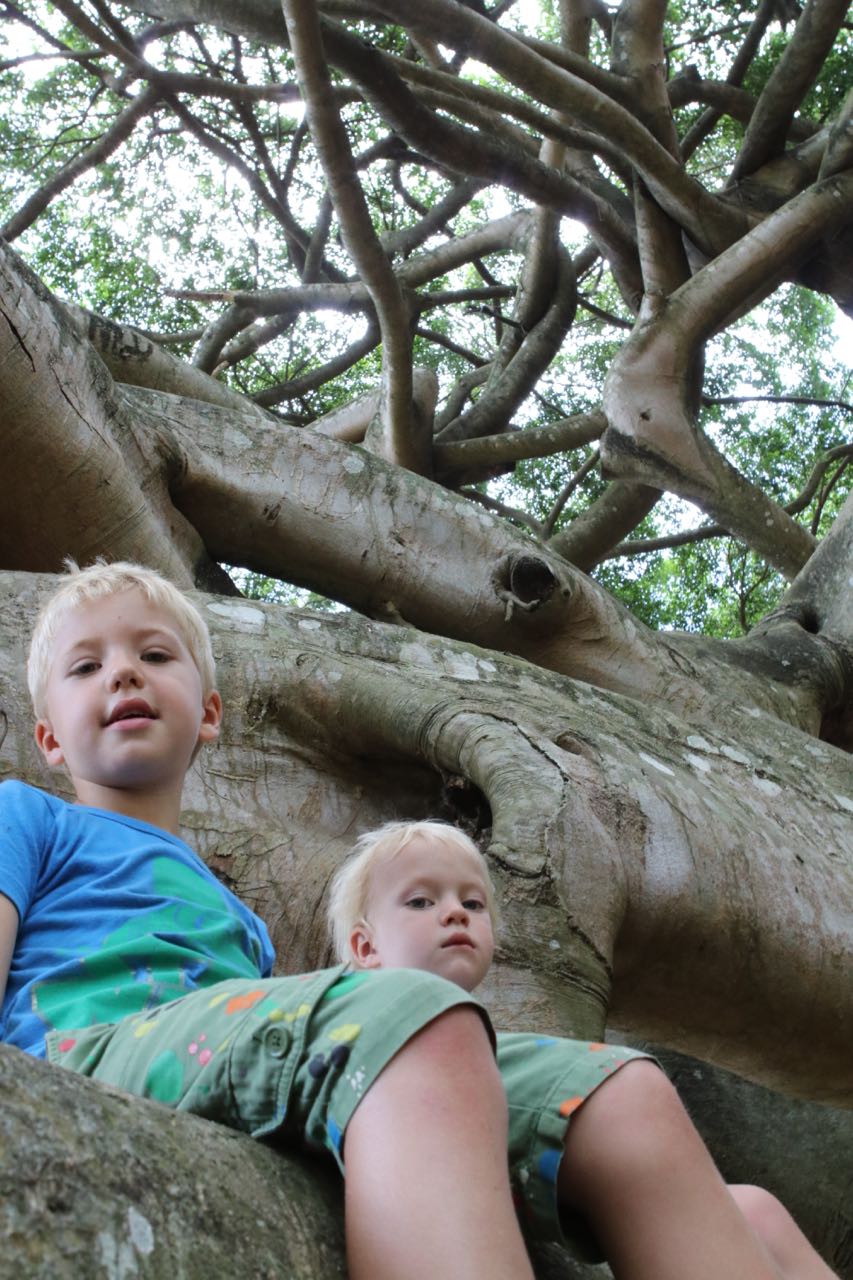 Boys in Crazy Tree