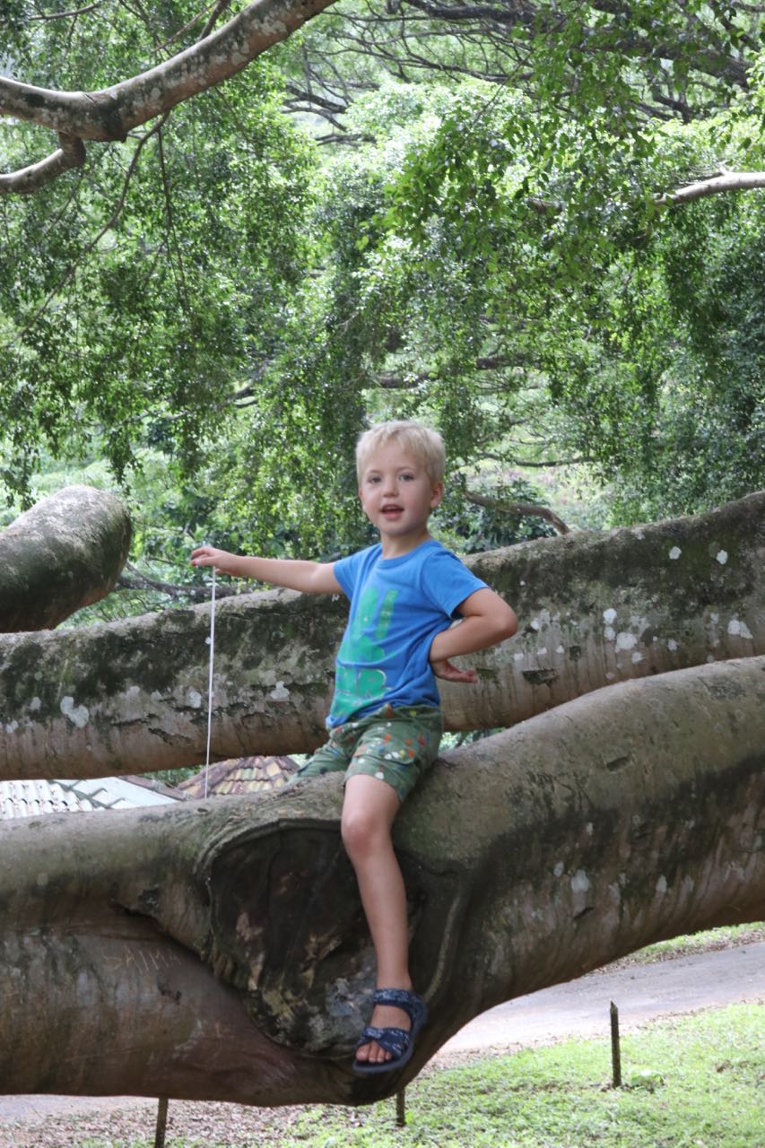 Ed in Crazy Tree