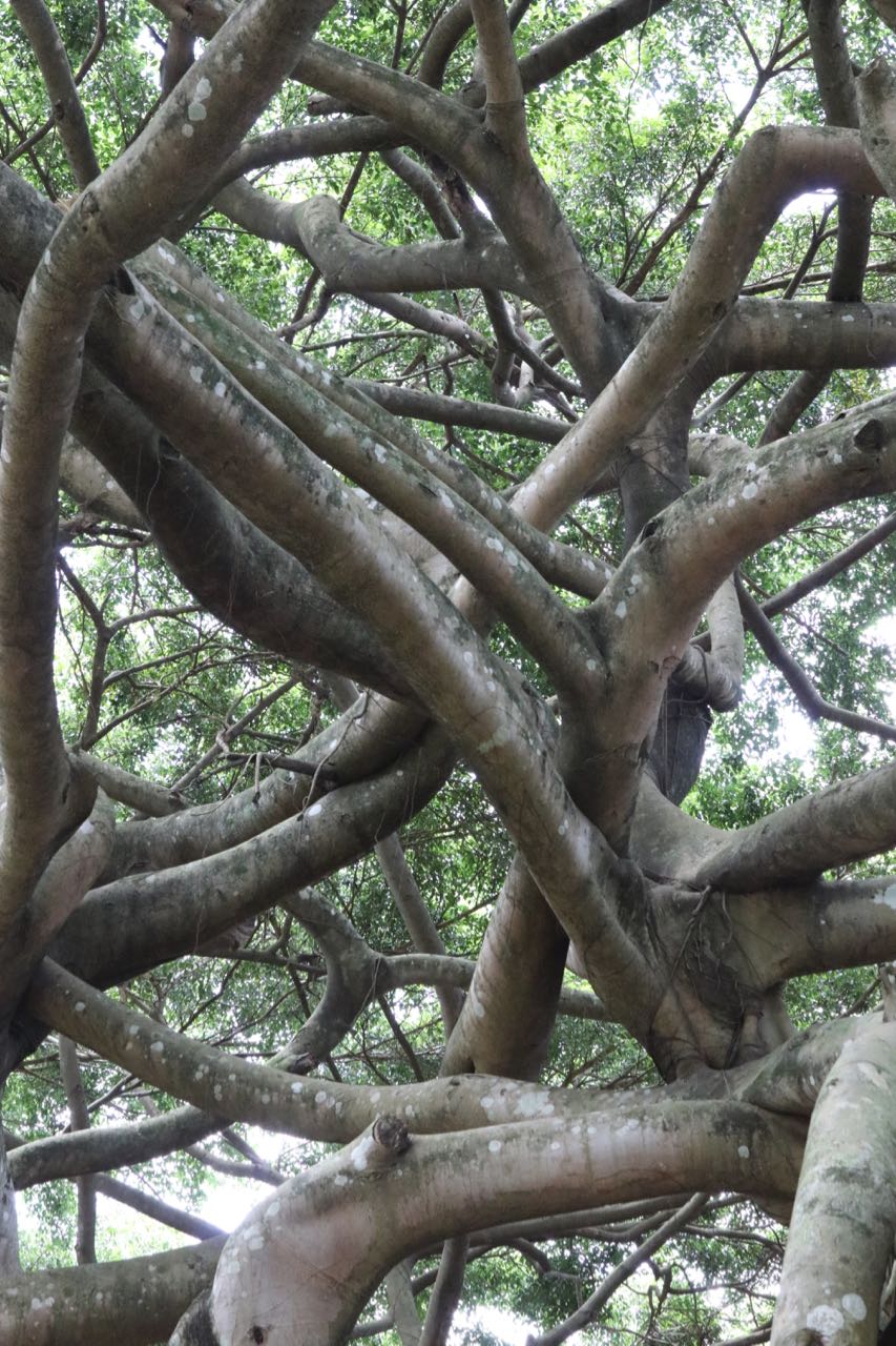 Crazy Tree