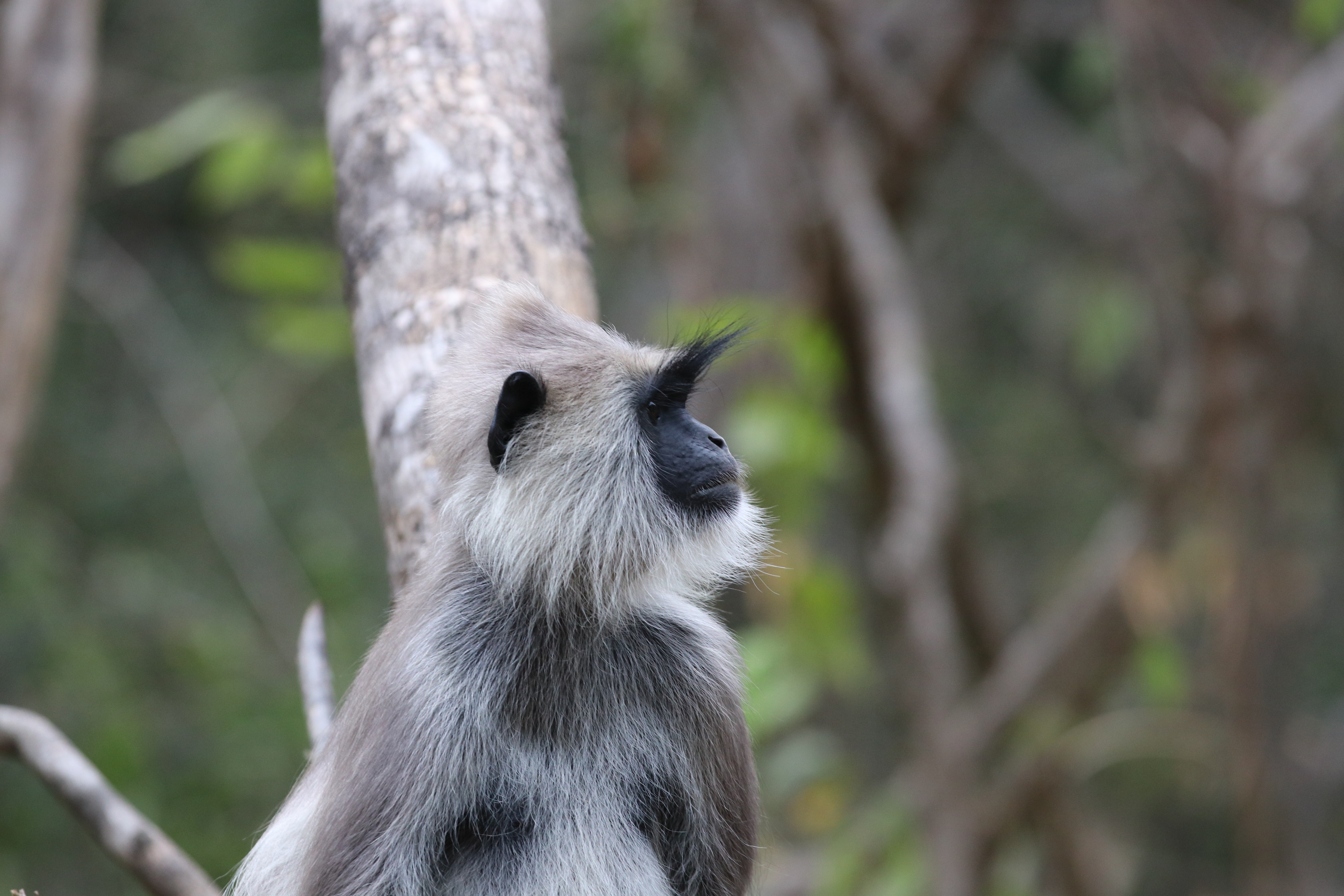 Langur Eyebrows