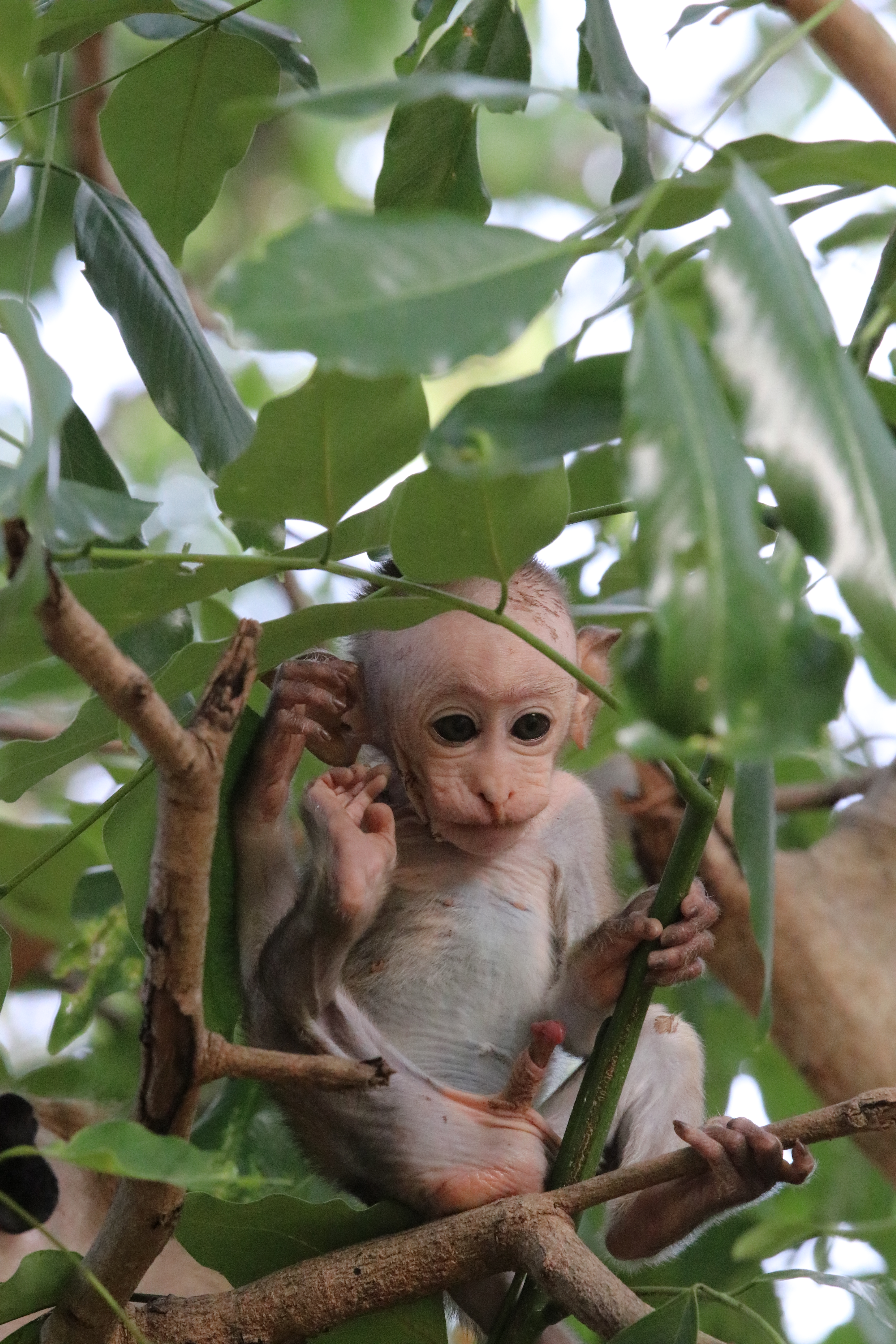 Pol Langur Newborn Tree Willy 2