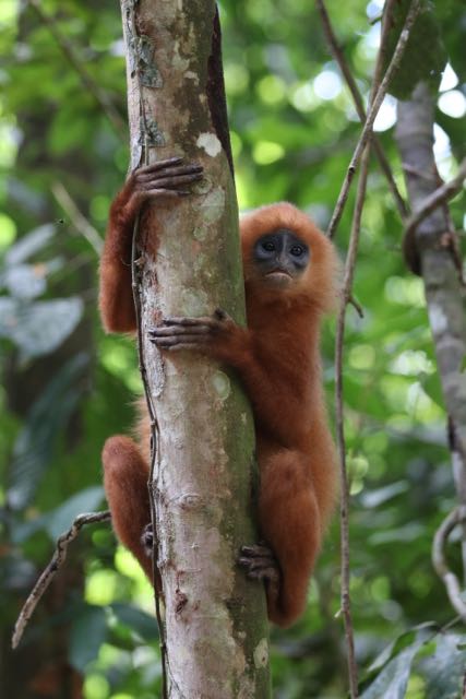 Red Leaf Monkey looking handy