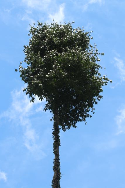 Top 10th of the Trufula Tree