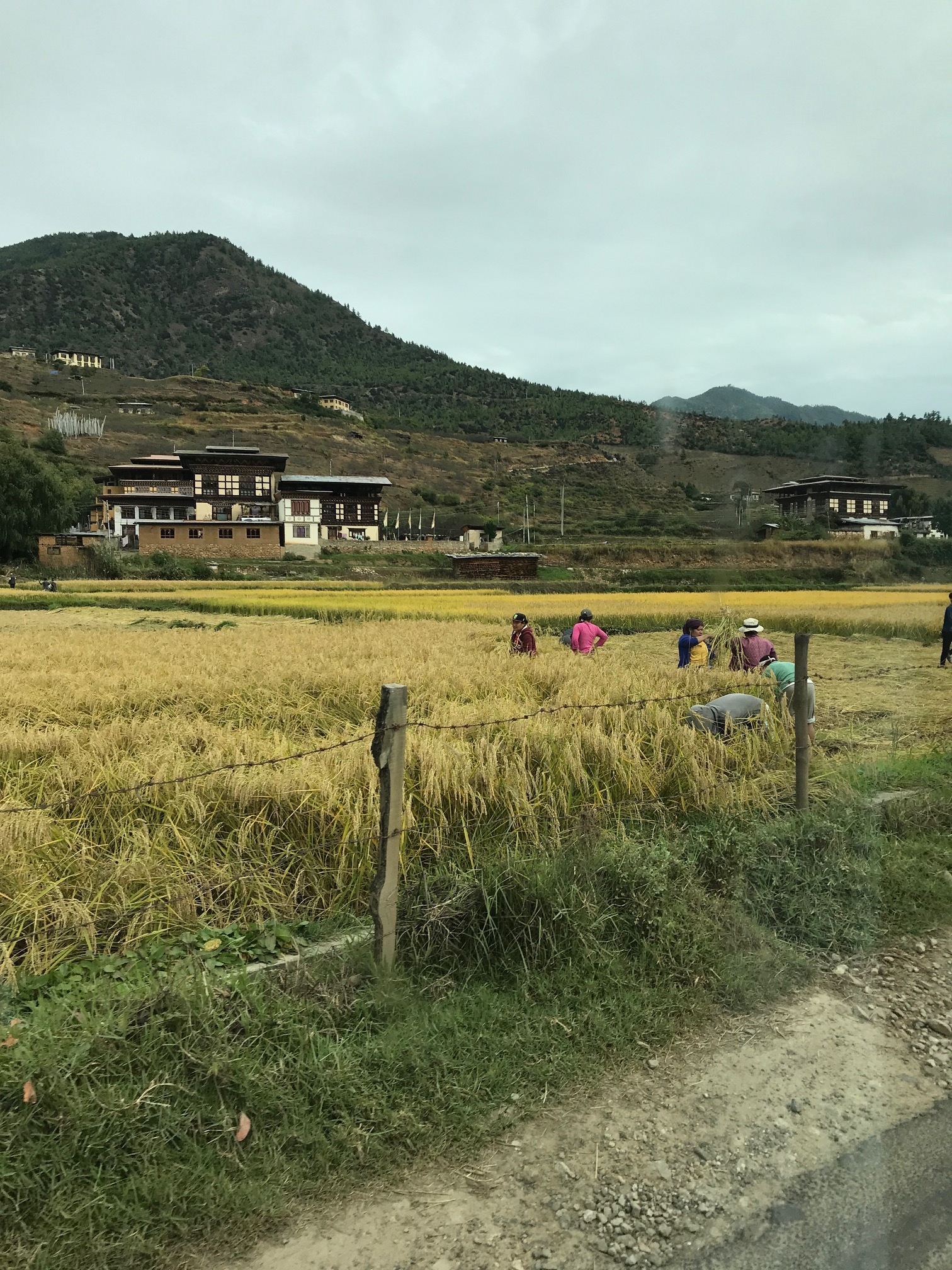 RICE FIELD