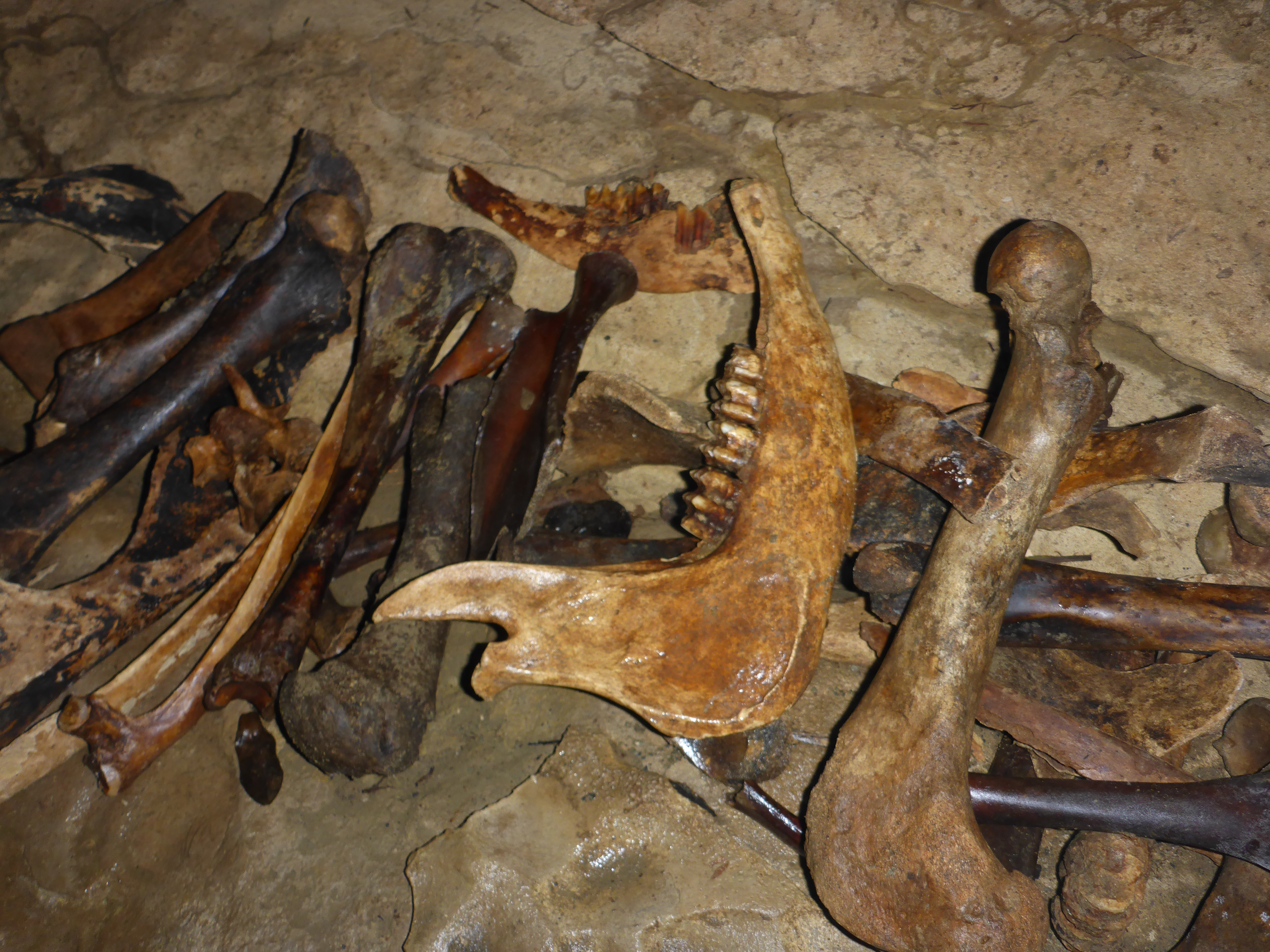 Bones in Waitomo