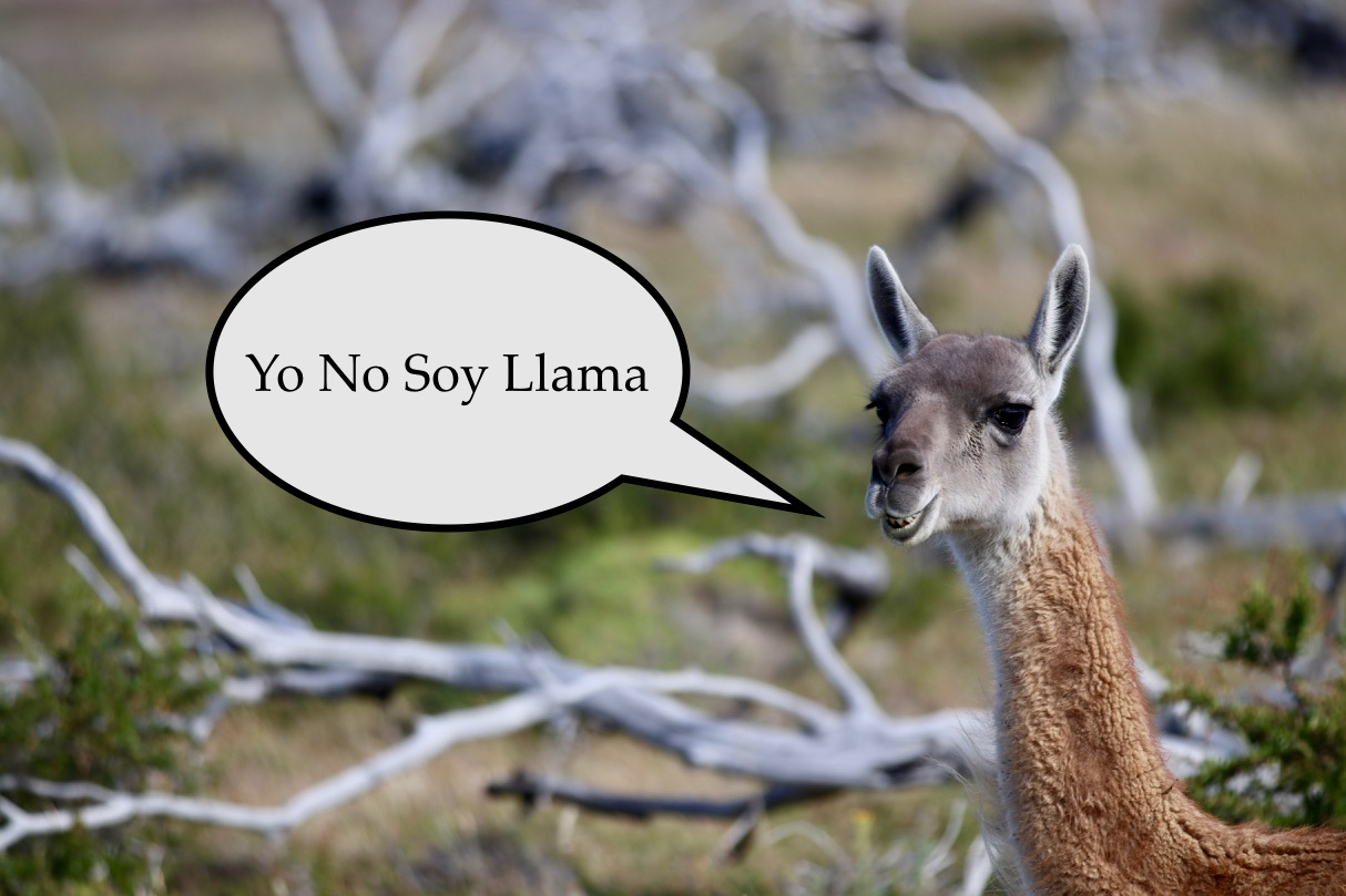 Llama Edit