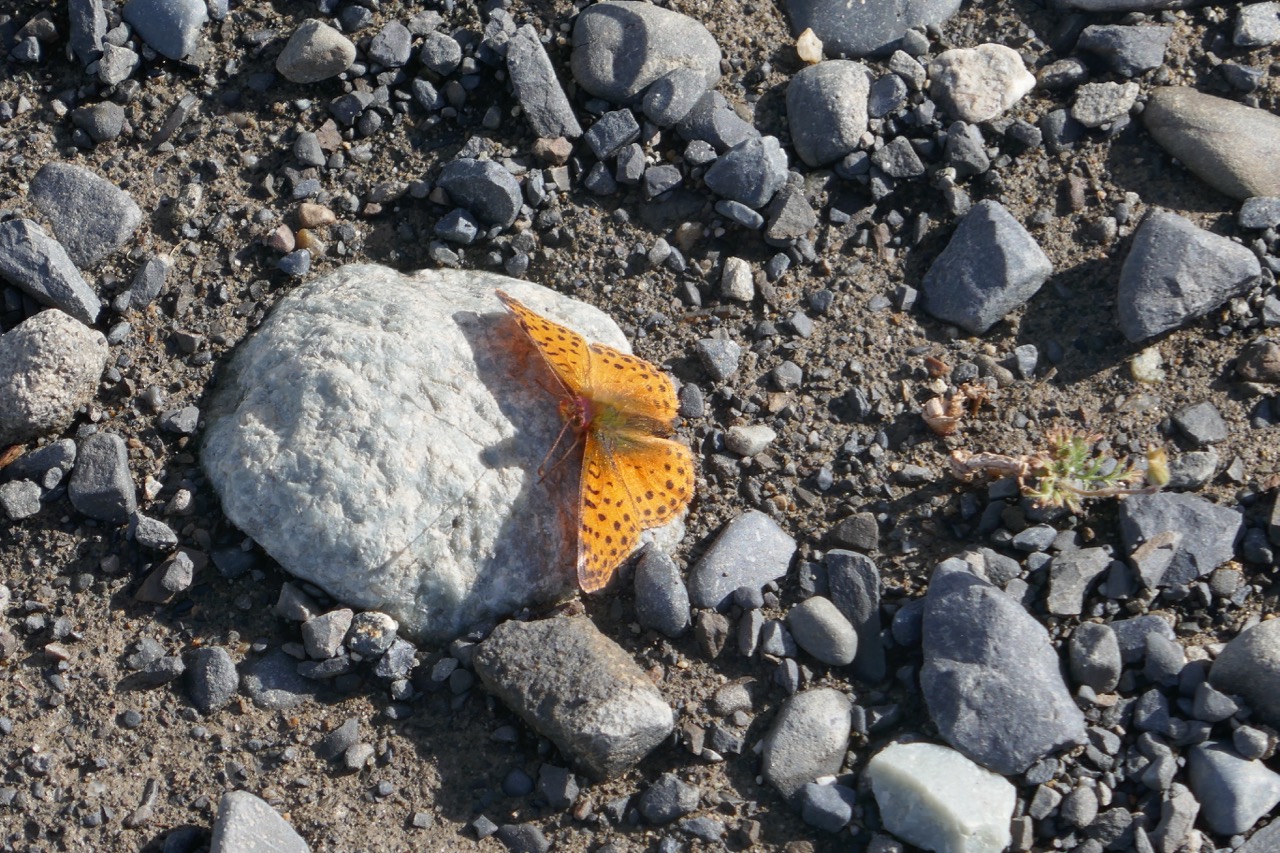 P1000341