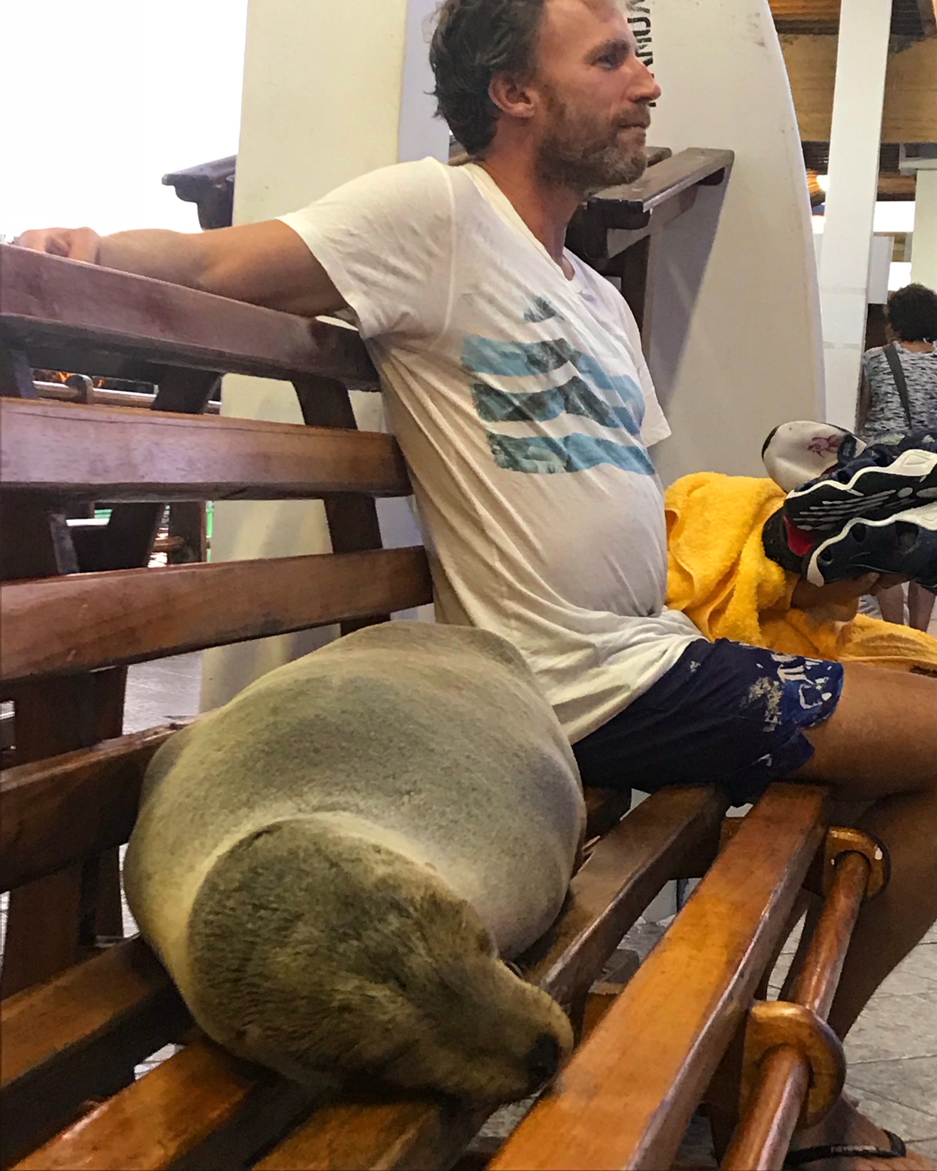 Dad on Bench Seal